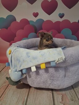 Chihuahua -lila pes - 5