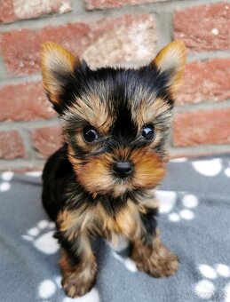 Štěňata jorkšírský teriér (yorkshire terrier) - 5