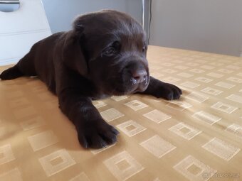 Labradorský retriever s PP - čokoládový pejsek - 5