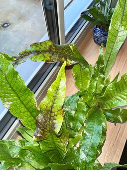 Microsorum musifolium Krokodýlí kapradina - 5