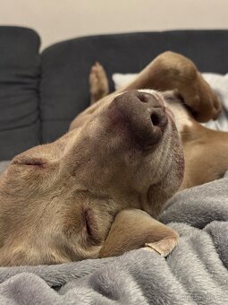 Psí bouda zateplená, nepoužitá - 5