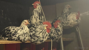 Prodám čisté kohouty vlašky Exchequer - 5