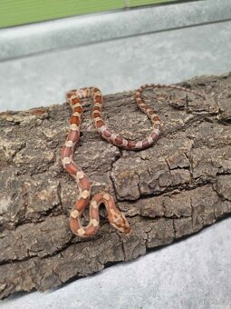 Užovka červená (Corn Snake) - 5
