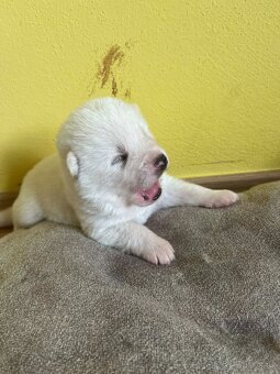 štěně akita inu - 5