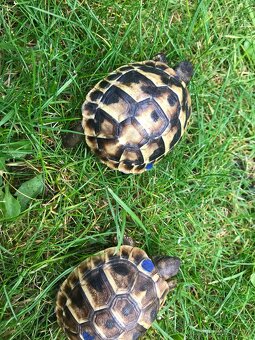 suchozemská želva, želva zelenavá - 5