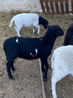 Dorper x Kamerun - 5