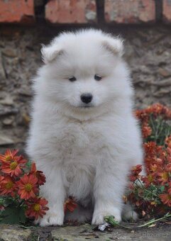 SAMOJED ŠTENIATKA S RODOKMEŇOM - 5