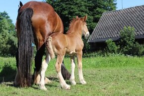 Drum horse hřebec, matka Shire horse, otec irský cob - 5