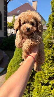 Maltipoo chlapeček - 5