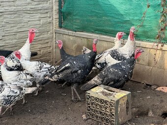 Krůty a krocani bronzové - 5