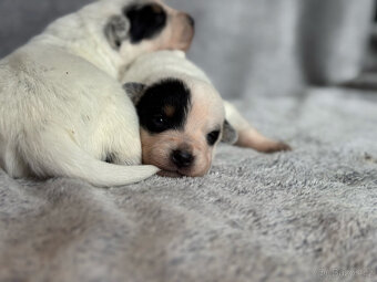 Australský honácký pes s PP - 5