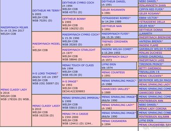 3,5leta klisna welsh cob - 5