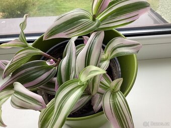 Květiny do interieru - 5