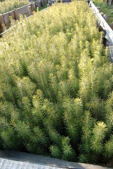 Prodám semenáče smrku - 5