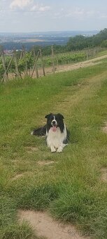 Border kolie bez PP - 5