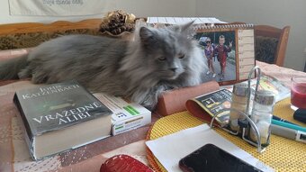 Prodej kocourka.. důvod stěhování - 5