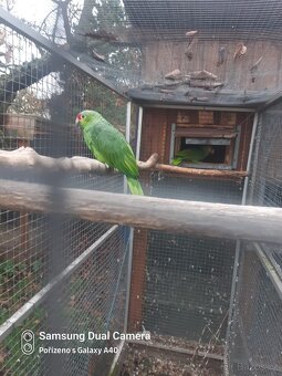 Amazonan zlutolici - 5