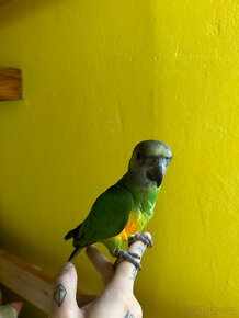 Papoušek Senegalský ručně dokrmenny - 5