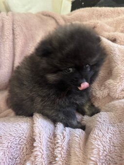 Pomeranian - 5