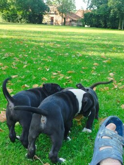 Americký stafordširský teriér : AMSTAFF - 5