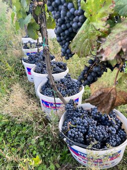 Hrozny bílé, modré - 5