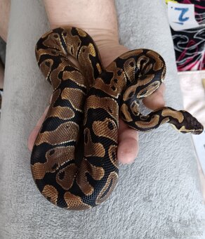 Python regius -krajta královská - 5