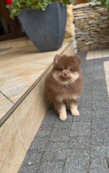 Pomeranian s PP - 5