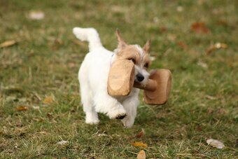Jack Russell teriér s PP - 5