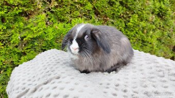 Zakrslý beránek, králíček, králík - TEA - 5