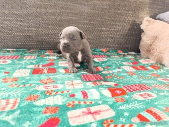 Stafordšírský bulteriér - 5