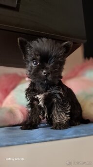 Jorkšírský teriér bez pp - 5