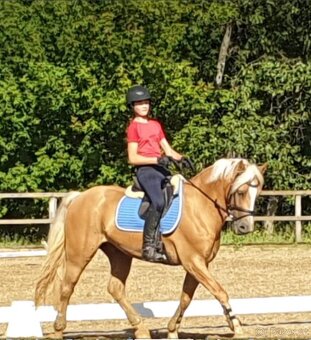 Pony B do drezury - 5