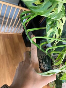 Monstera Adansonii Variegata - 5