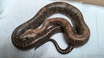 Krajta tmavá - Python bivittatus - 5