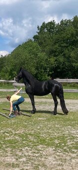 Hřebeček barokní pinto - 5