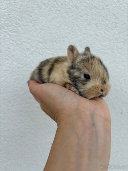 🐰 Nabízíme k rezervaci zakrslých zajíčků - 5