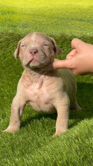 American Bully Xl - 5