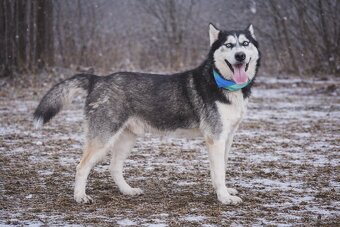 Puma hledá domov - 5