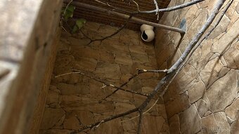 Papoušíček vrabčí a šedokřídlý. - 5