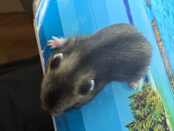 Křeček džungarský (mláďata) - 5