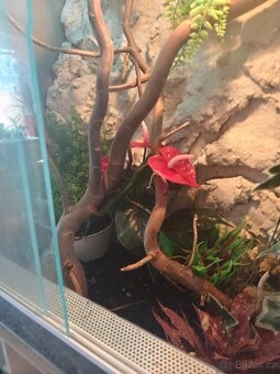 Terarium včetně chameleona - 5
