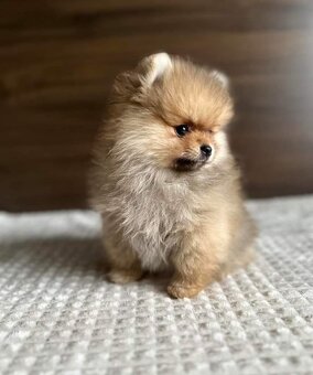 Pomeranian-mini - 5