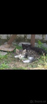 Daruju černou kočičku a bílo-mourovatého kocourka - 5
