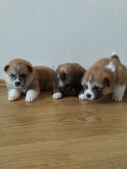 Štěňata Akita inu - 5