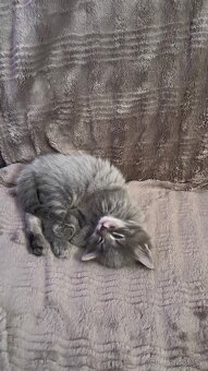 Jedinečné šedivé kotě Ragdoll hledá svůj nový domov 🐾 - 5