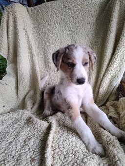 🐶 Štěňátka – kříženci s původem po australském ovčákovi - 5