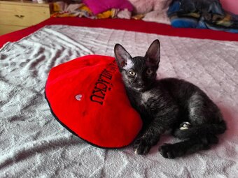 Sphynx - 5