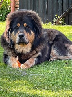 Tibetska Doga šteniatka s PP - 5