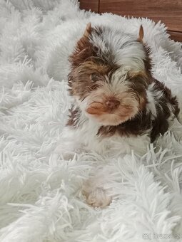 Jorkšírský teriér - 5