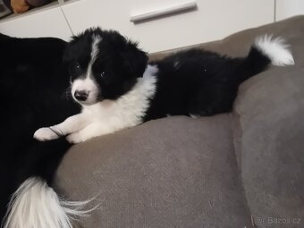 Border kolie bez PP - 5